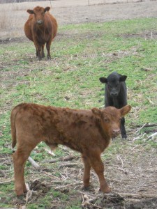 2011calves#1