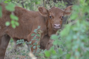 July 2011 calf