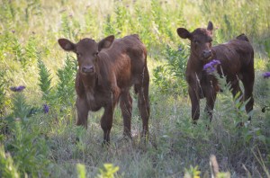 2 july calves 2011