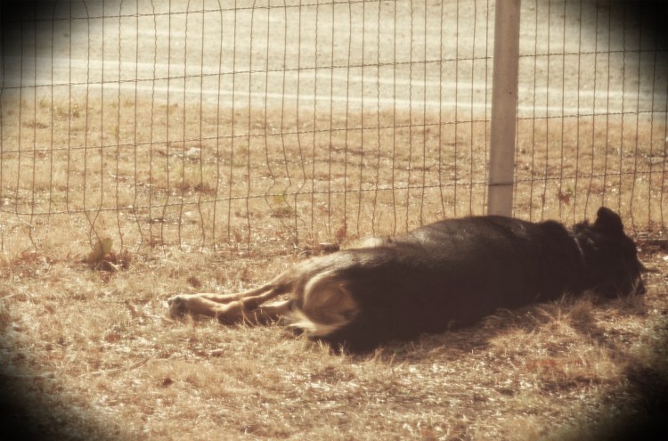 Day dreaming of turkeys.