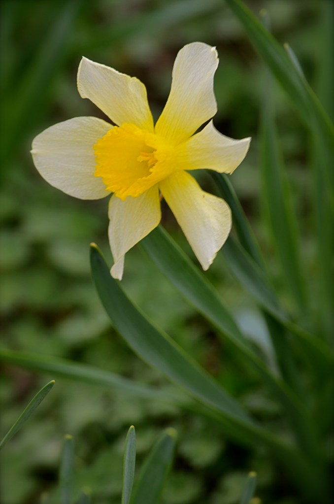 The first daffodil of 2013