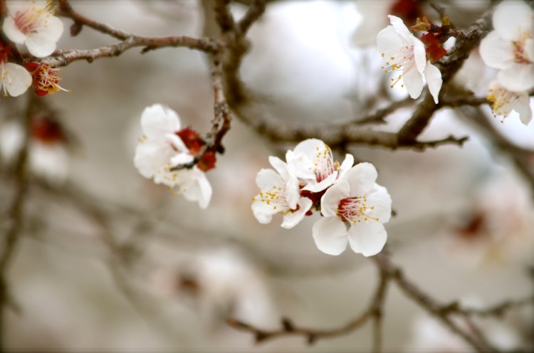 Apricot blooms