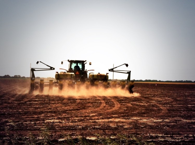 Getting the milo in the ground