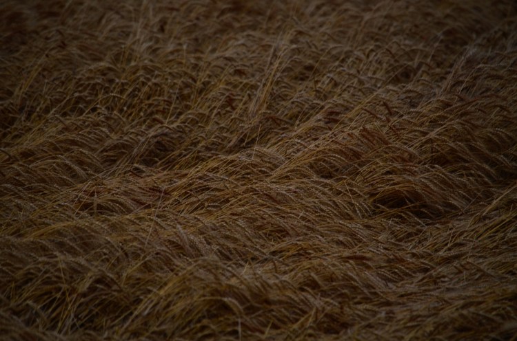 Damaged uncut wheat.