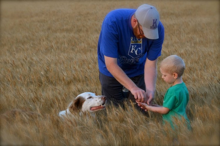 Checking wheat heads. circa 2011 