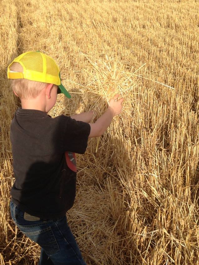 Rowan takes a look at some straw.