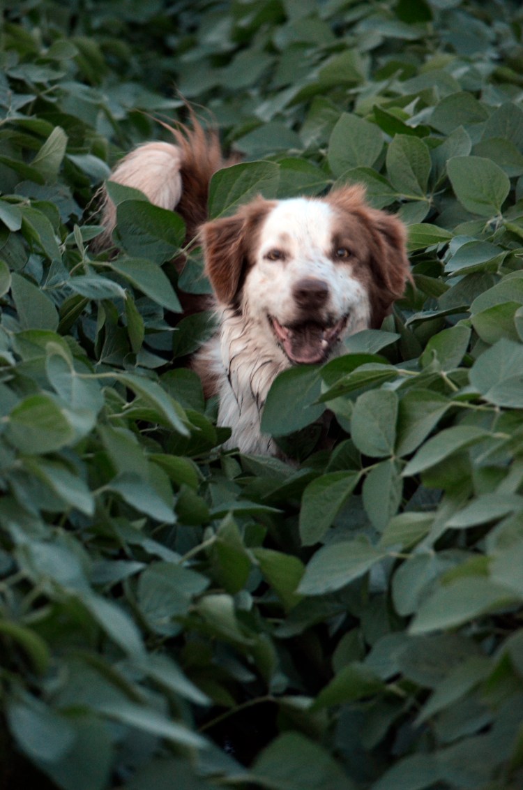 Tucker the Wonder Dog