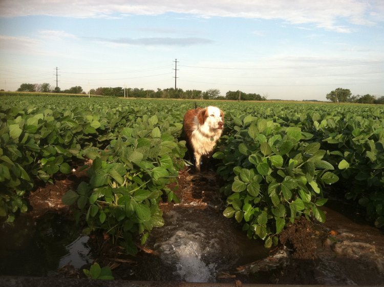 I think I see a toad!!