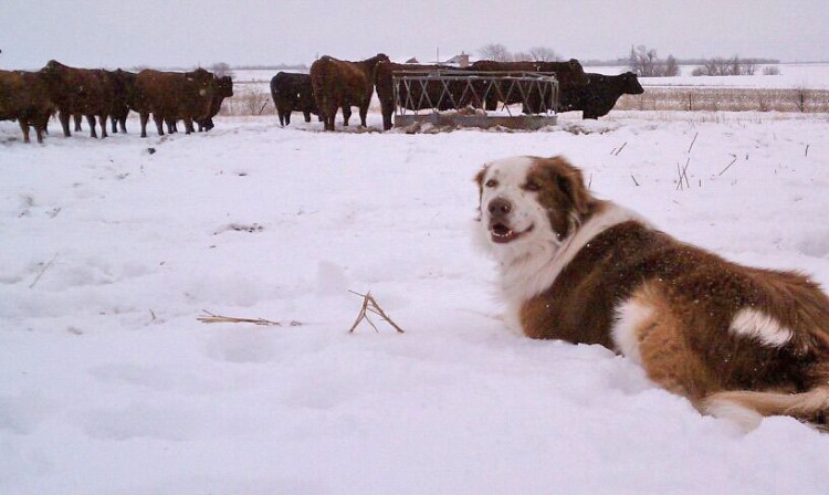 These are my cows and I tell them what to do.