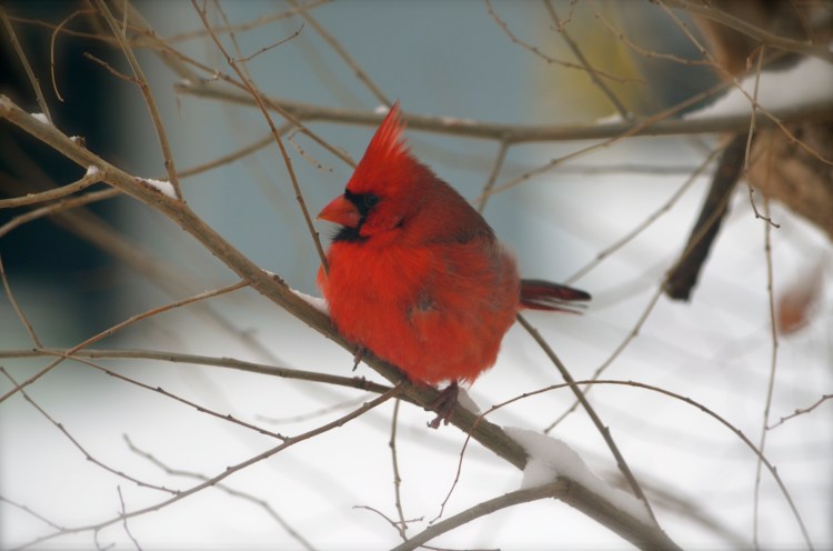 Angry Bird (Baldwin Farms Edition) Hand over the dog food and nobody gets hurt.