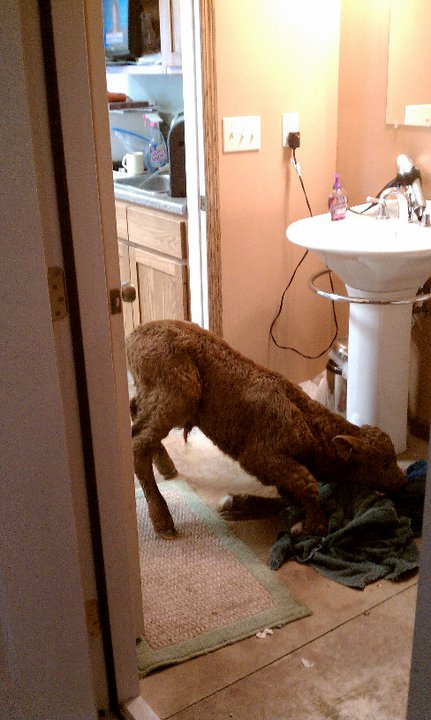That's a calf in the office bathroom during a previous winter.