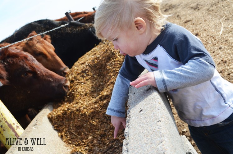 Eat your food, cow, and then have your calf already!