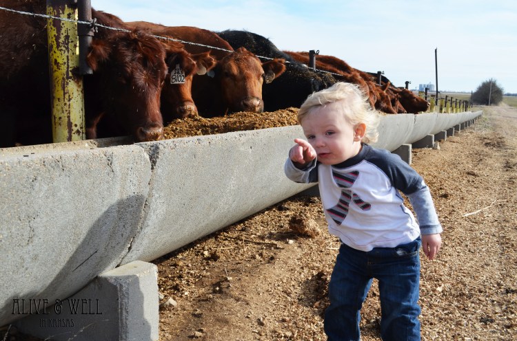 Look, girls, here comes more chow!