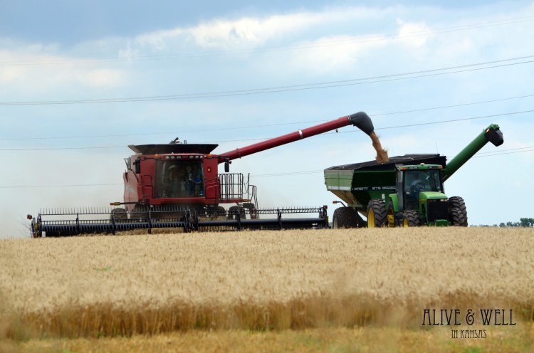 Wheat Harvest 2014