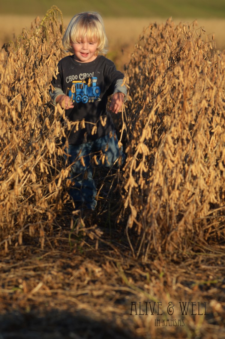 We also ran through bean rows on occasion.