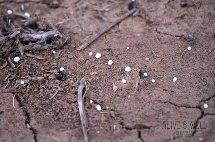 Little white pieces of evidence.