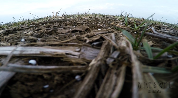 It's on the ground, now it just needs some moisture to get it moving into the soil.